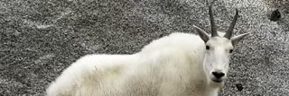 UrAvgFan banner