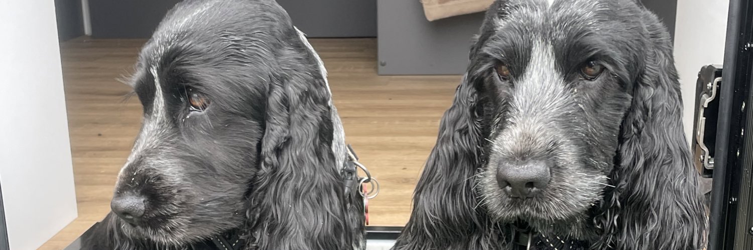 Hex Spaniels 🐾💕🇦🇺⭐️ banner
