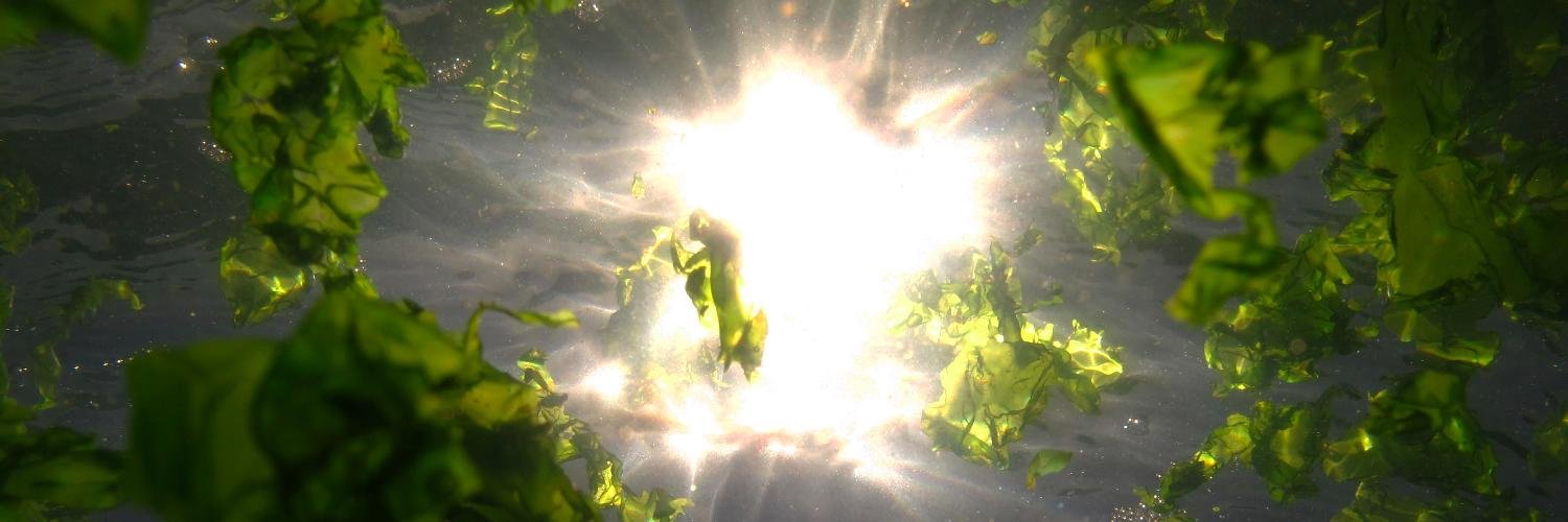 jcu_macroalgae's profile banner image