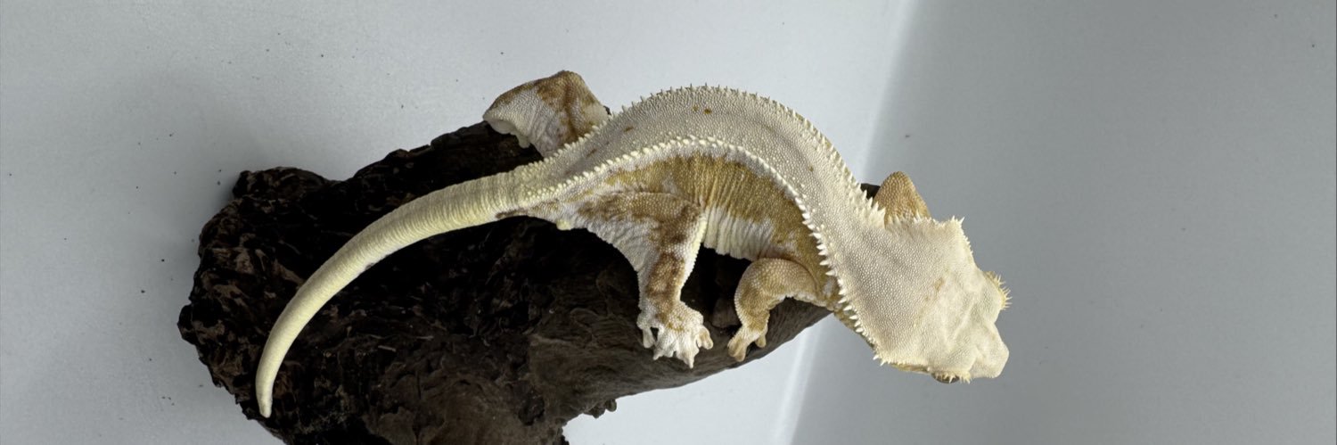 Rad Eye🦎NEW Reptiles Day's banner