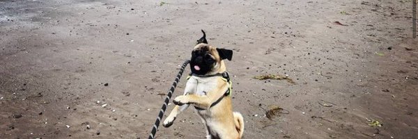 Cooperthepug22 Profile Banner