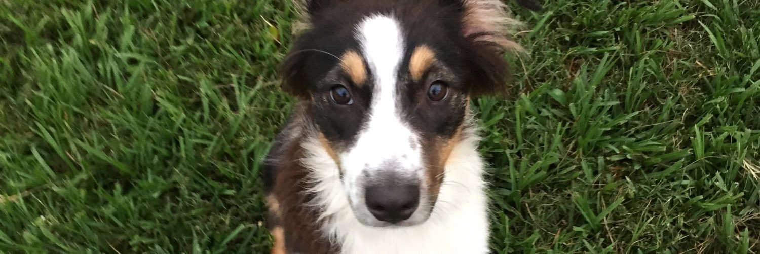 Tiffany Messerschmdt banner