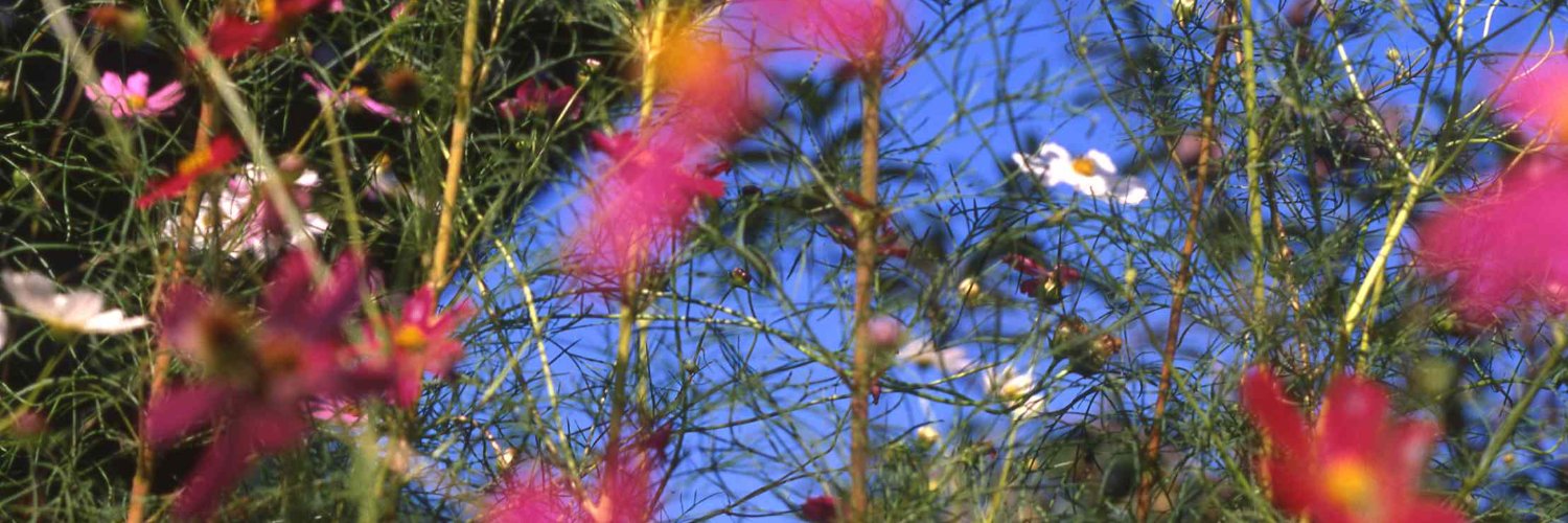 Hirochin_dos's profile banner image