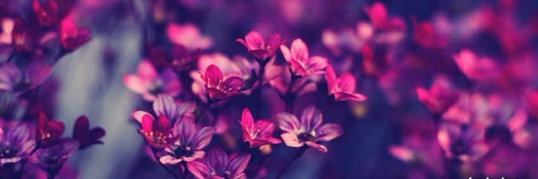 وردة الربيع banner