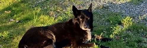 🥾Bootlegger🍀 banner