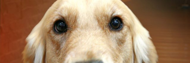 VirginiaHuautla's profile banner image