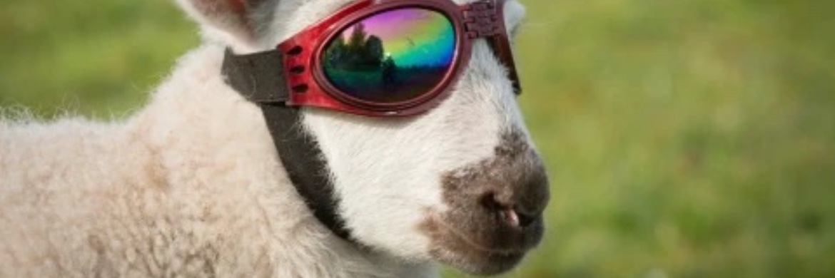 Sheep banner