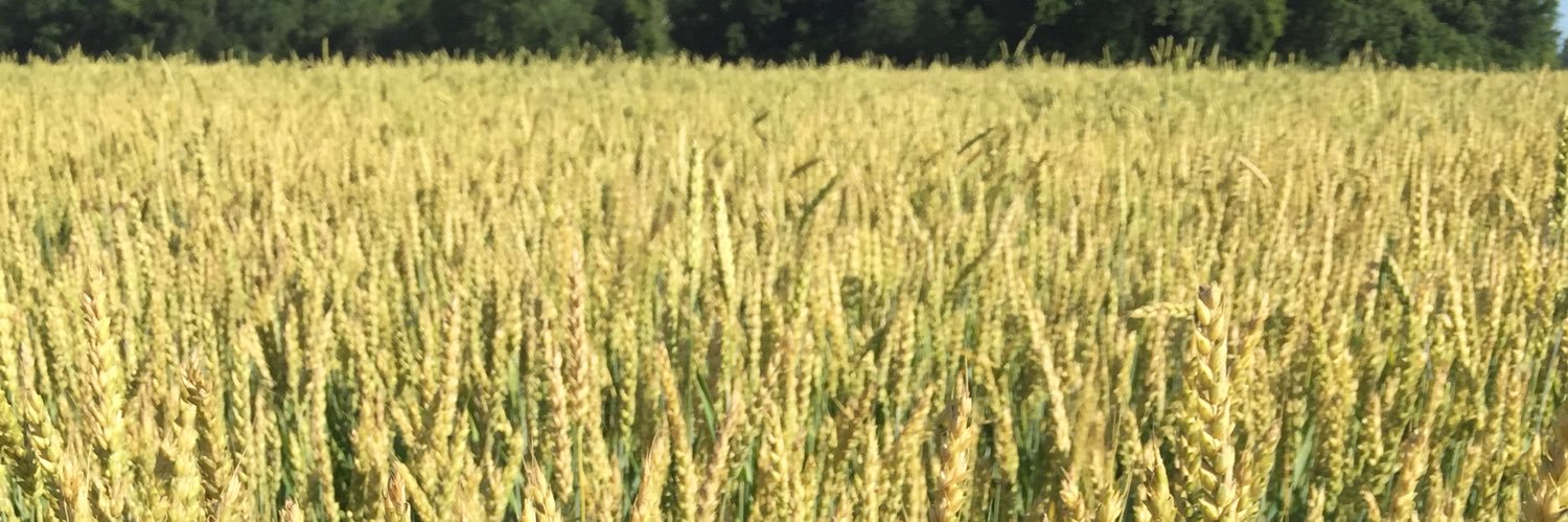 Kaitlin Flick, CCA banner