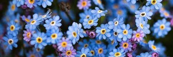 Heather banner