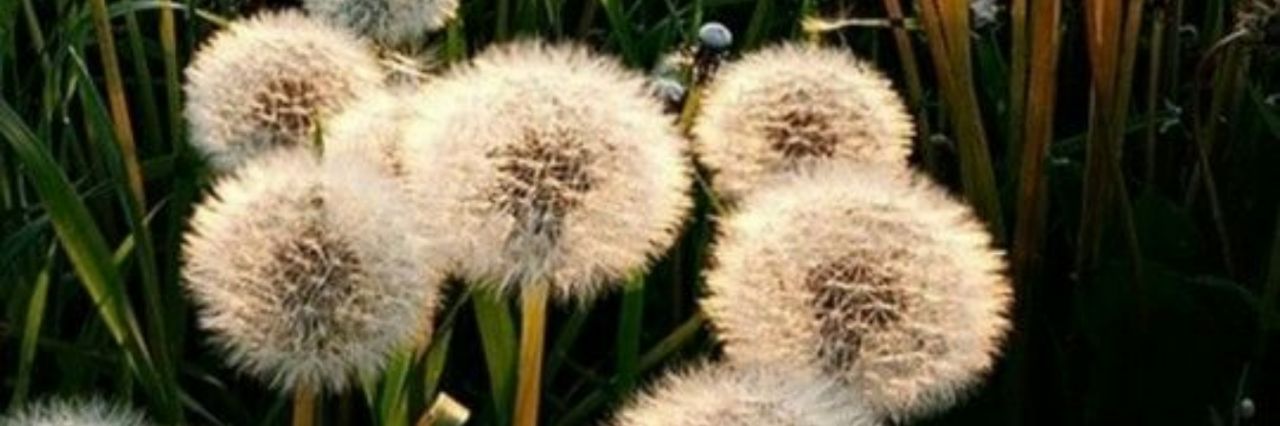 nnimrini's profile banner image
