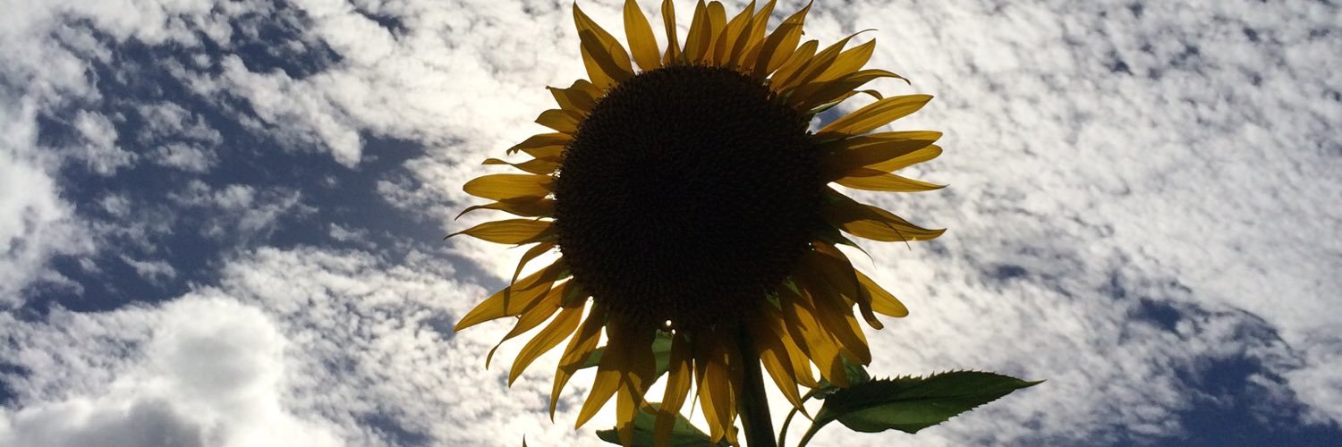 LifeLearner303's profile banner image