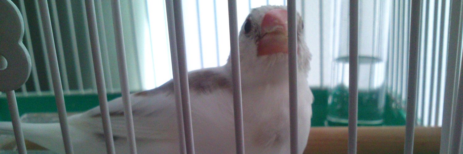 くらびあちゃん(実名)( ⁰⊖⁰)𓅪 banner