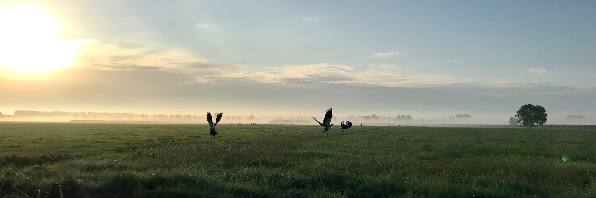 Michel Cnossen banner
