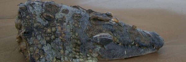 GhulianiSWG Profile Banner