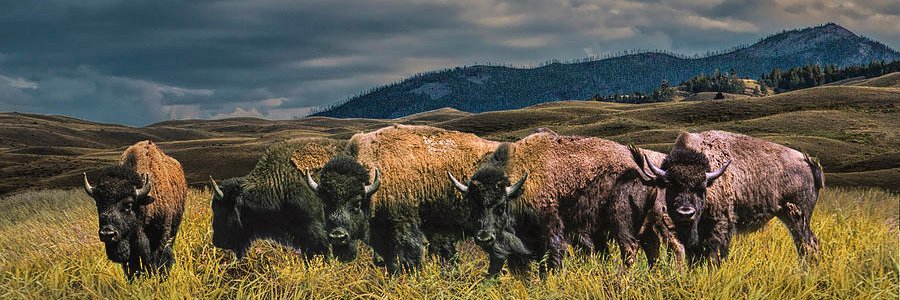 🚜Luddite🍄Engineer banner