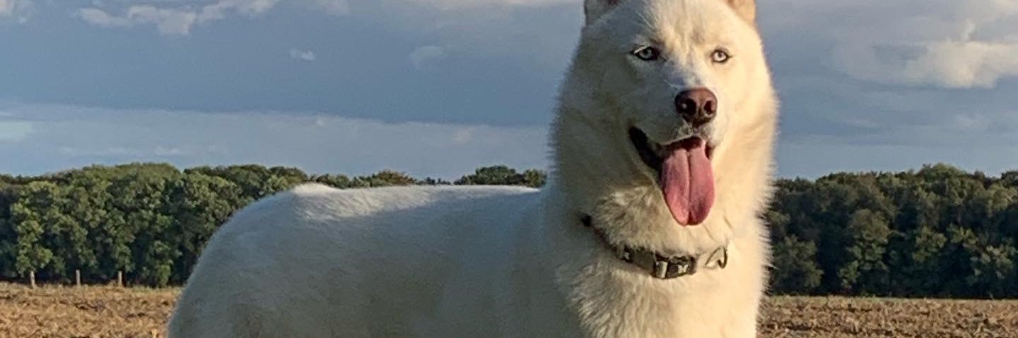 D0dodh's profile banner image