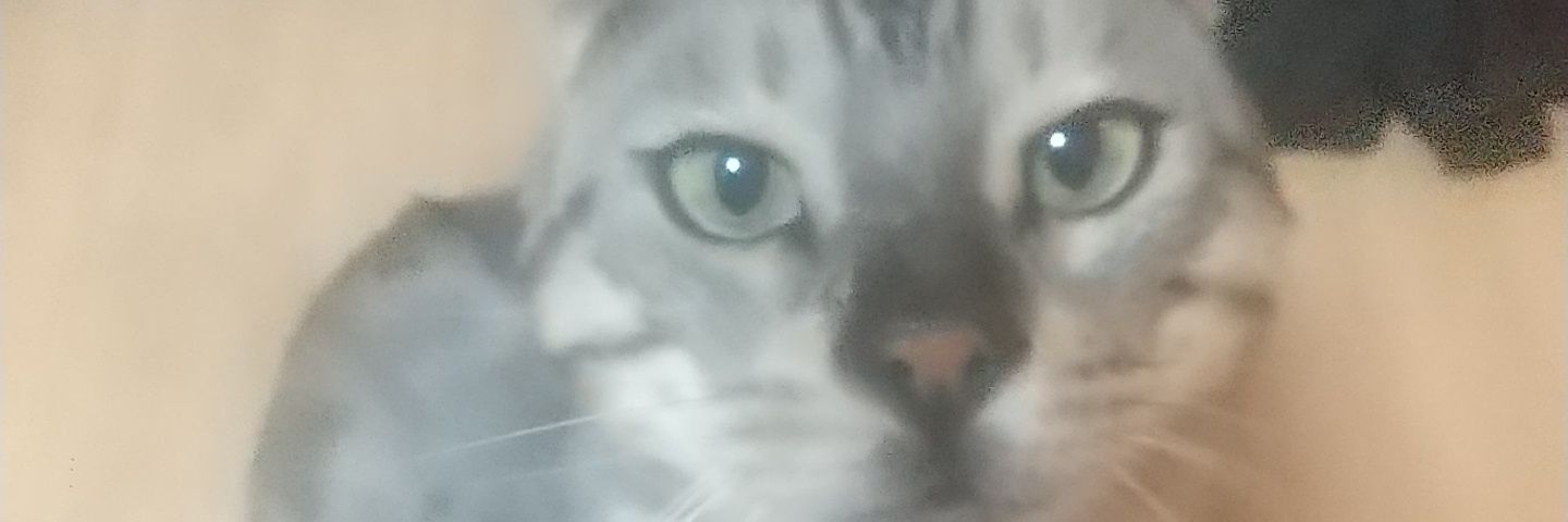 あああぱま banner