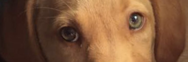 Flic_Meetwood's profile banner image