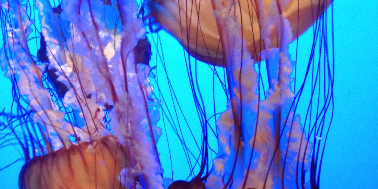 aquariusdiver's profile banner image