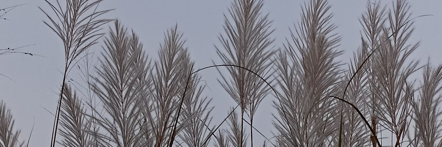 ArleneLu44's profile banner image