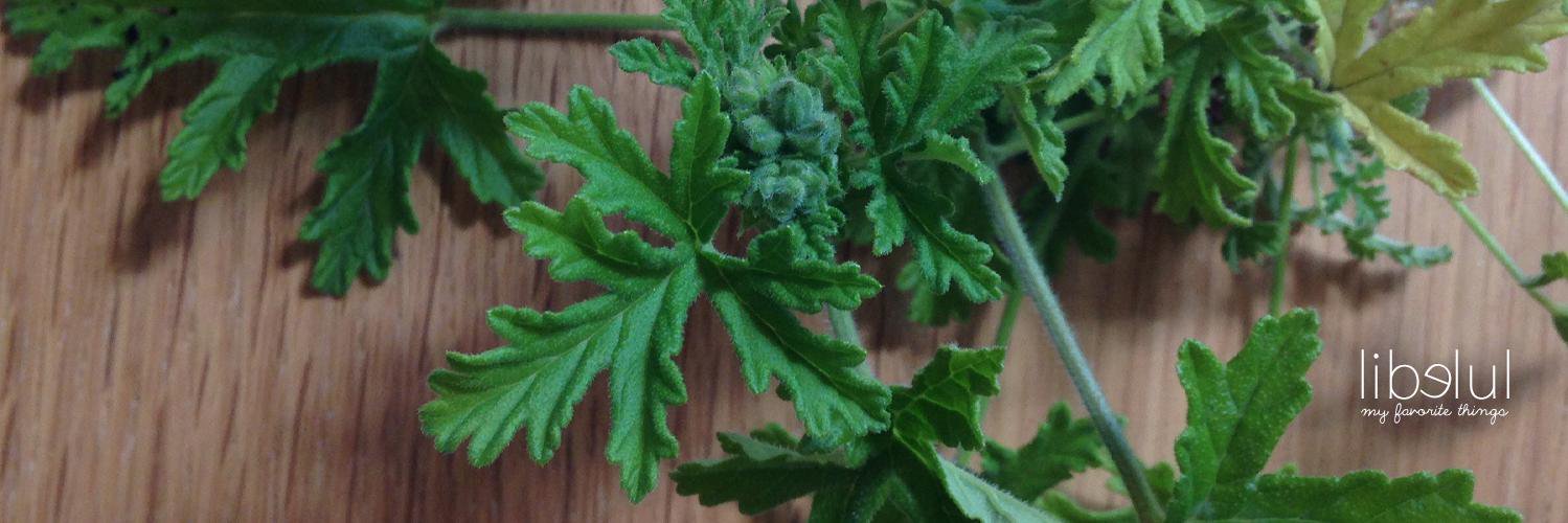 Jane aka. Libelul banner