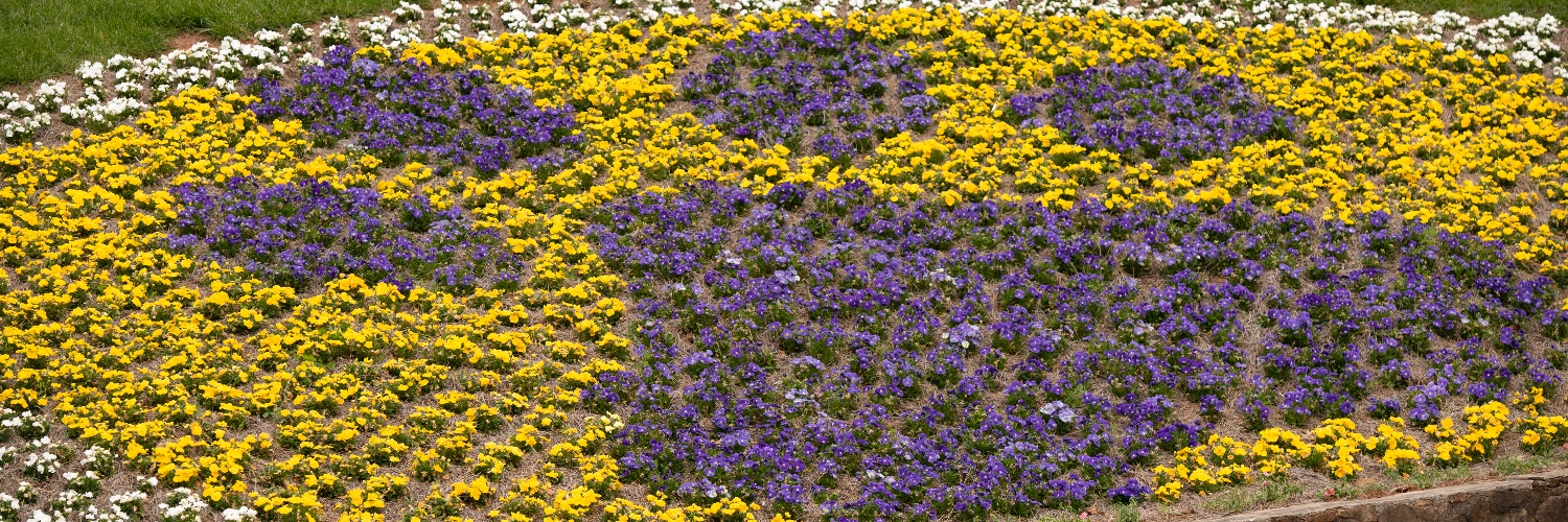 Western Carolina University banner