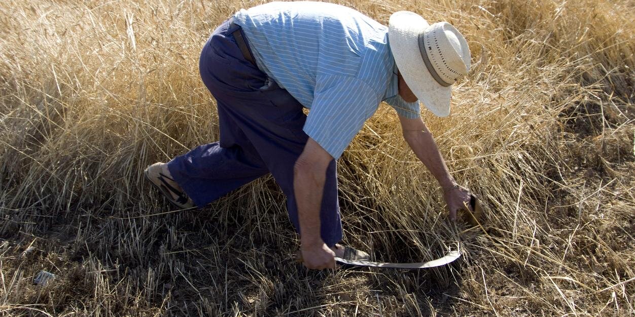 Japet de Cal Tolla ll*ll banner