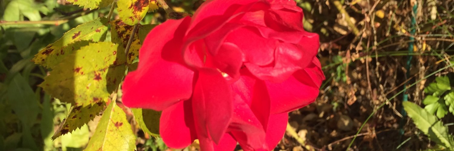 Towalisa's profile banner image