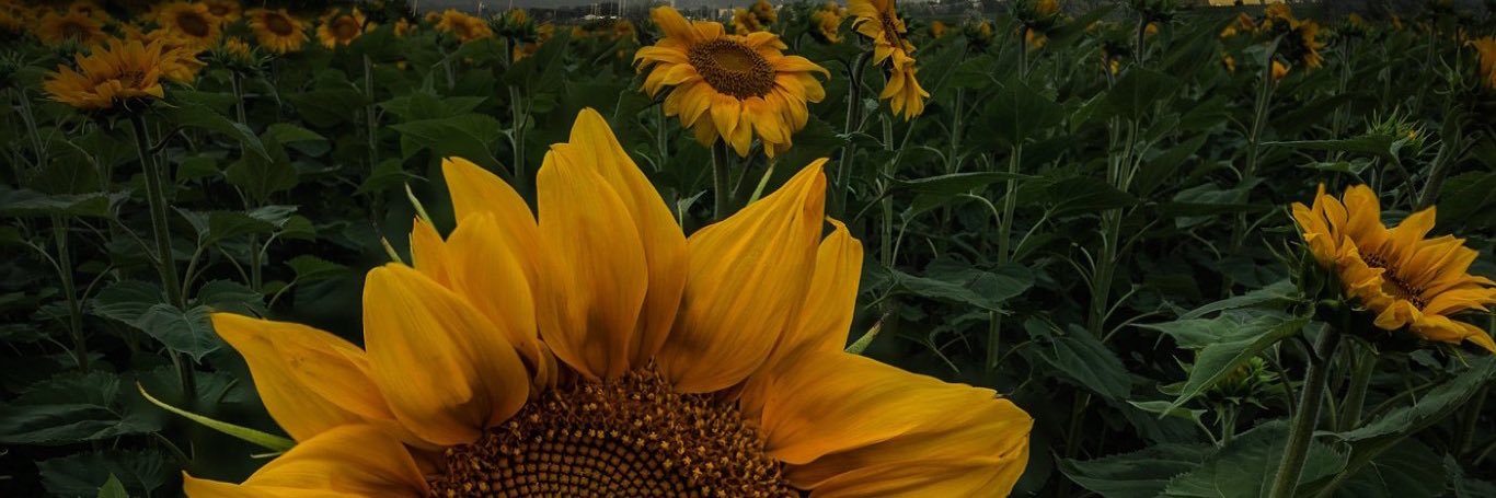 emmmma2015's profile banner image