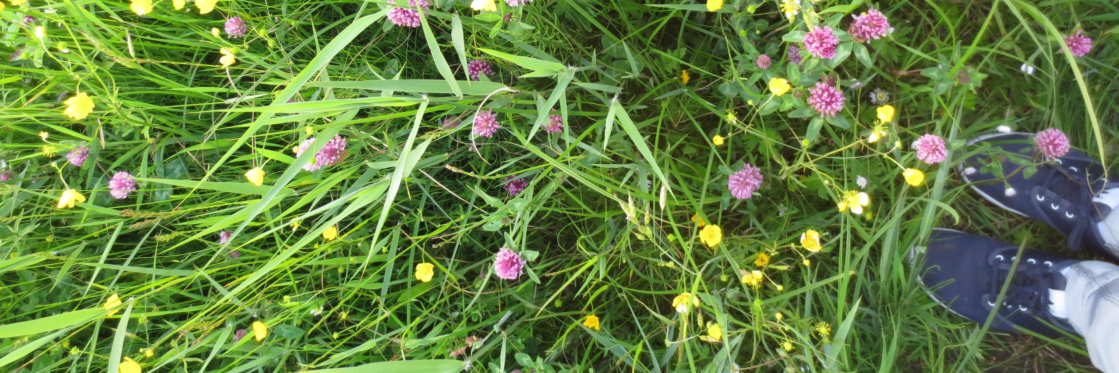 Ivette Halkes banner