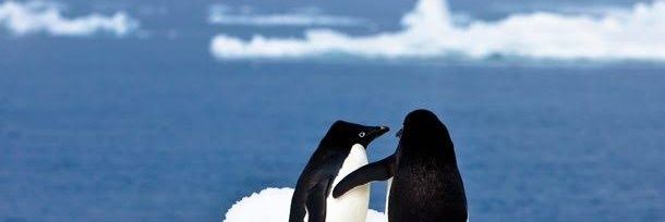 tsukasa inoue 🐧 banner