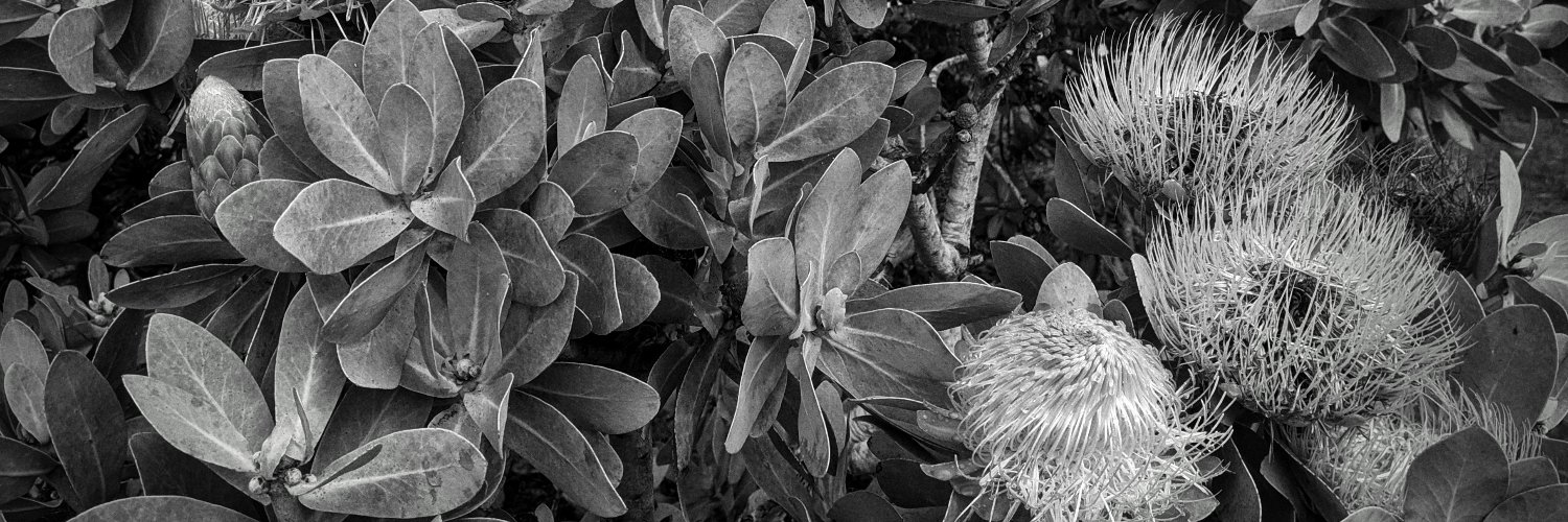 Reciprocity D'Parture ... MeTwitt@mastodon.social banner