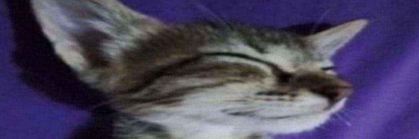 localmemeaddict Profile Banner