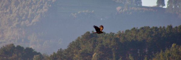 Ireneee_dc Profile Banner