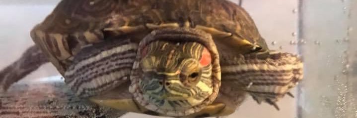 SteeleTig's profile banner image