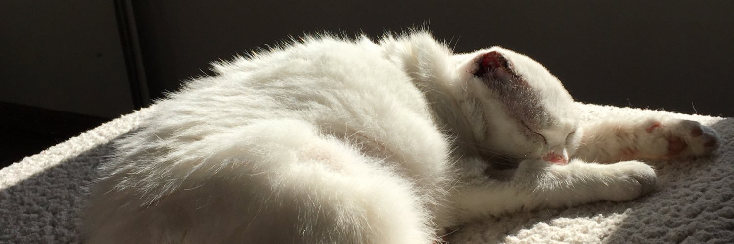 baabivarnier's profile banner image