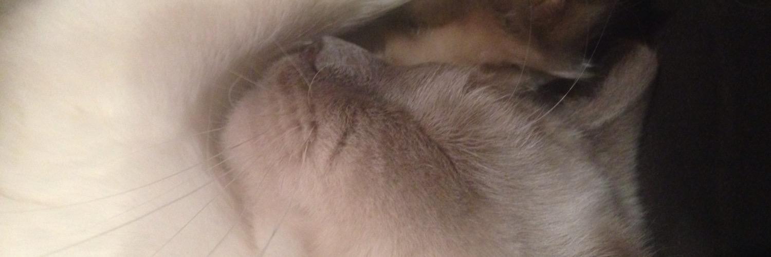 nicciren2000's profile banner image