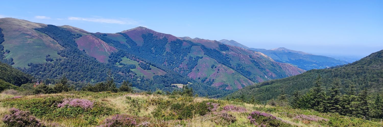 Monica Llorente banner