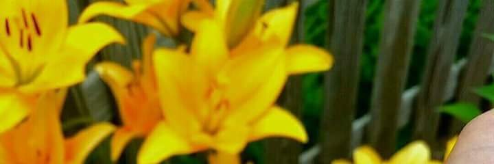 Just Zee🌷 banner