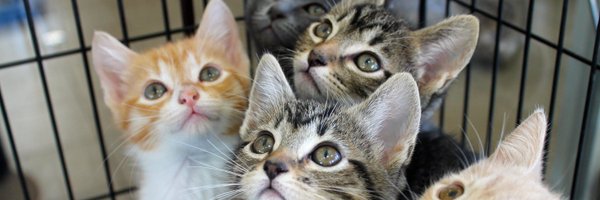catsprotectio Profile Banner