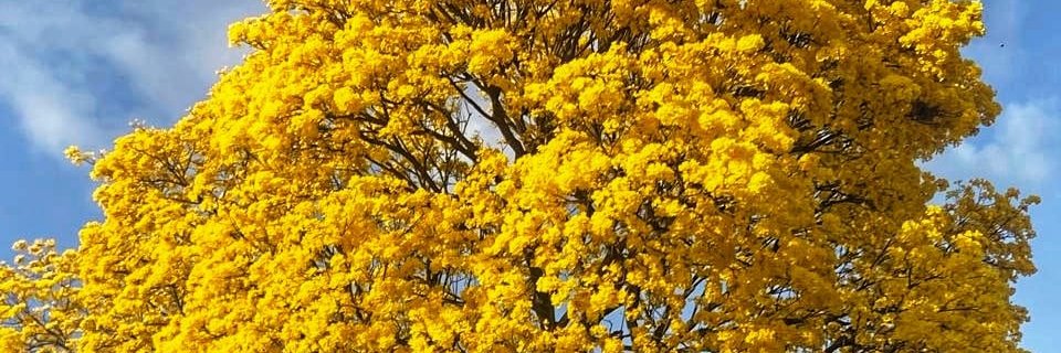 Velu ( ricotona) banner