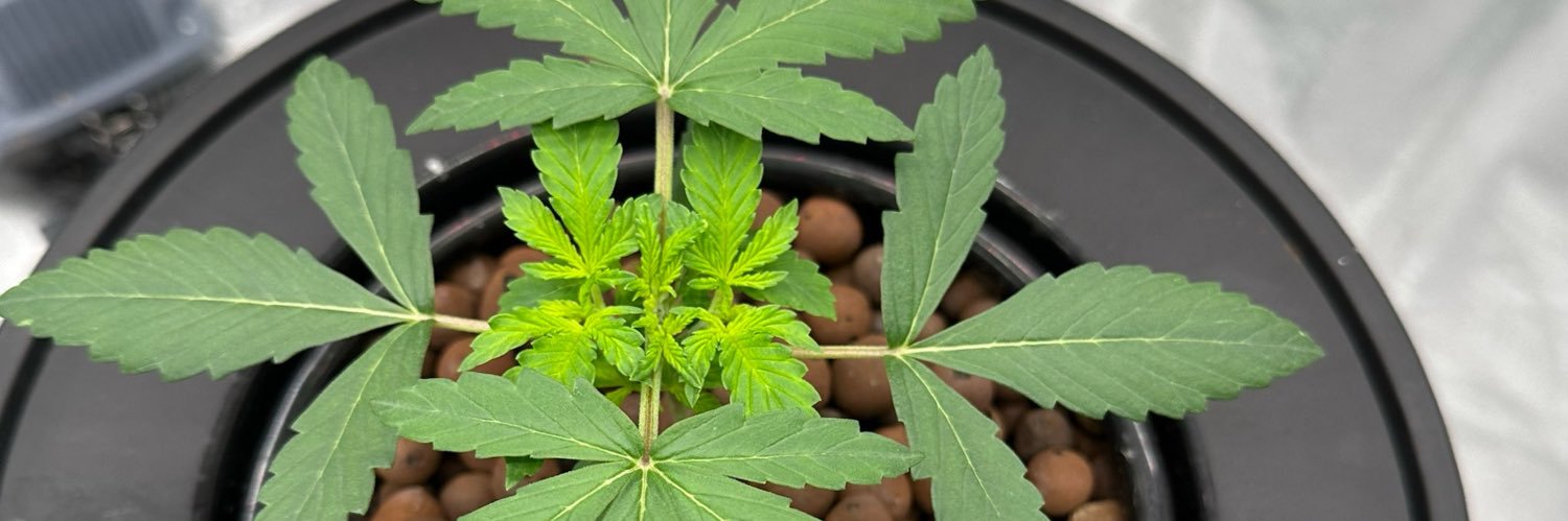 Professor Hydro ☘️ banner