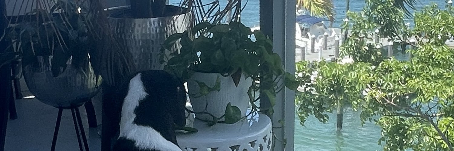 Dumb Bandit Capital, LLC banner