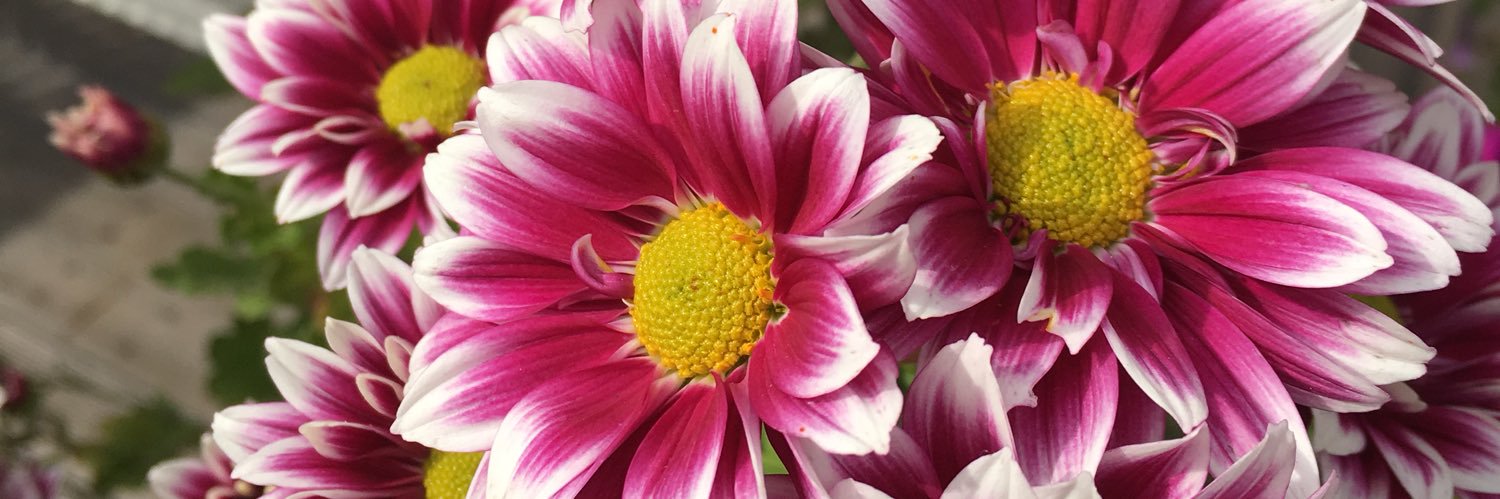 utsuko_so's profile banner image