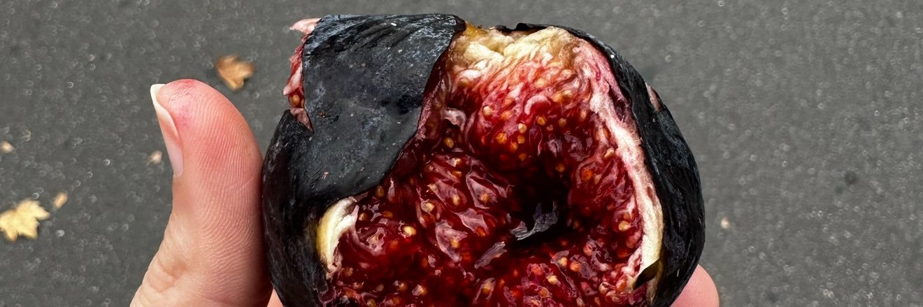 Chasing Morgan banner