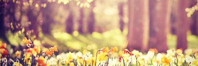 lesliedarr banner