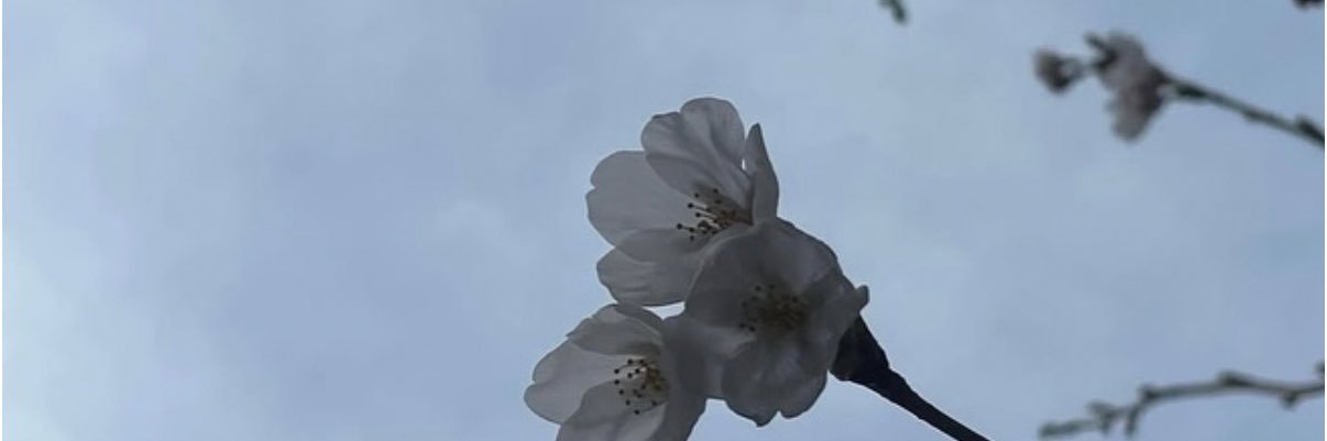 まんまる banner