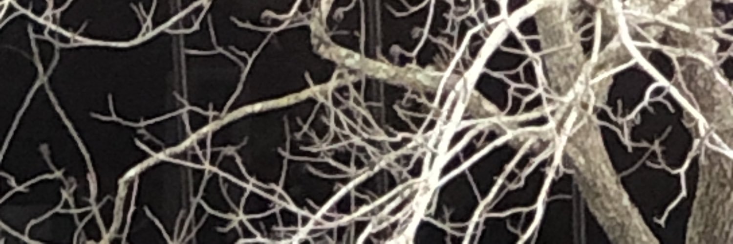 jean999's profile banner image