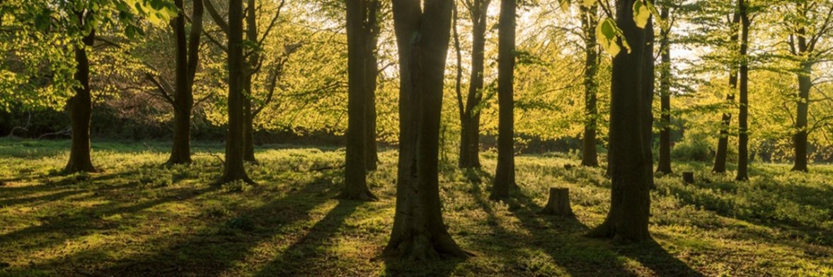 Neuro In Nature CIC banner