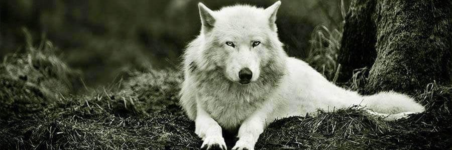 Sascha #TɛaʍUռɨɖօS banner